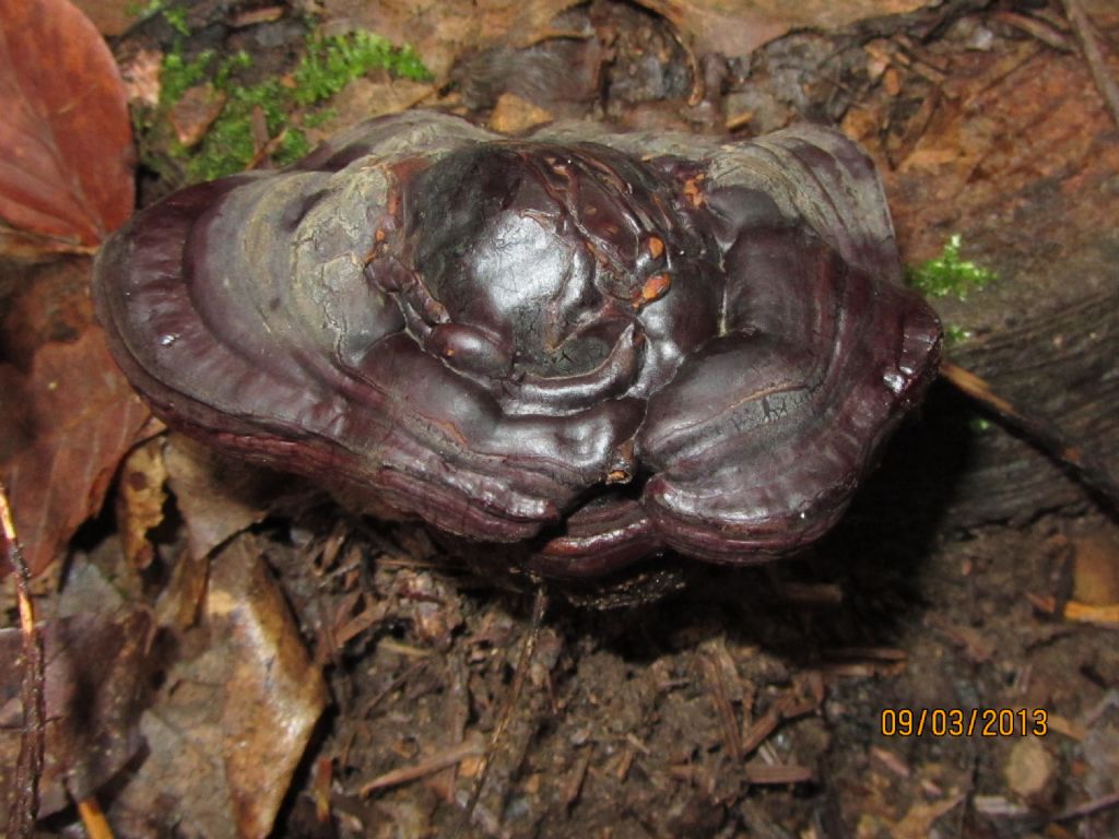 Ganoderma 2